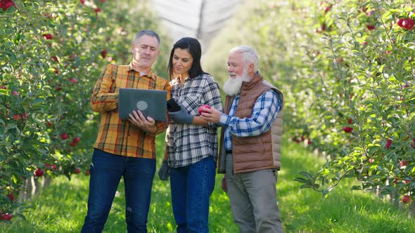 In a Modern Apple Orchard Beautiful Woman and Man