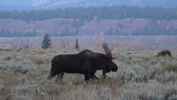 Bull moose walking through field after battle with one antler