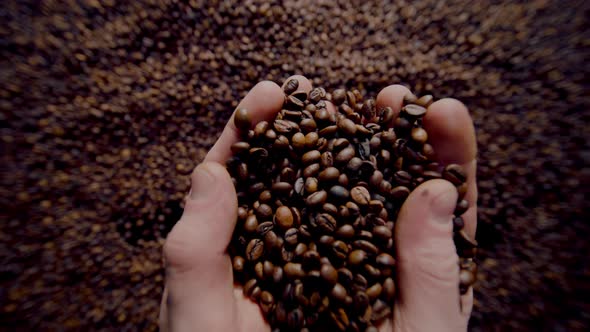 Agriculturist Hands Taking Coffee Seeds Close Up