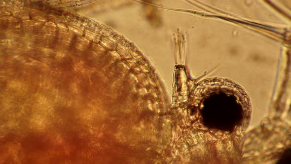 Daphnia Crustacean Head Close Up Under a Microscope