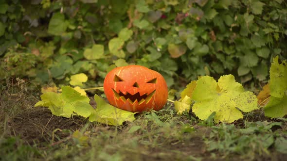 Halloween Pumpkin Lies on the Ground in Nature