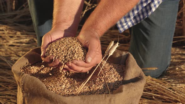 Farmer's Hands Pour Wheat Grains in a Bag with Ears. Harvesting Cereals