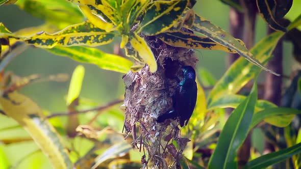 Purple sunbird in Bardia national park, Nepal