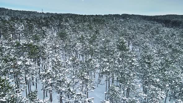 Winter Snowy Forest During the Day Aerial Video