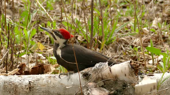 Woodpecker Bird Searching For Food On Birch Log, Low Angle