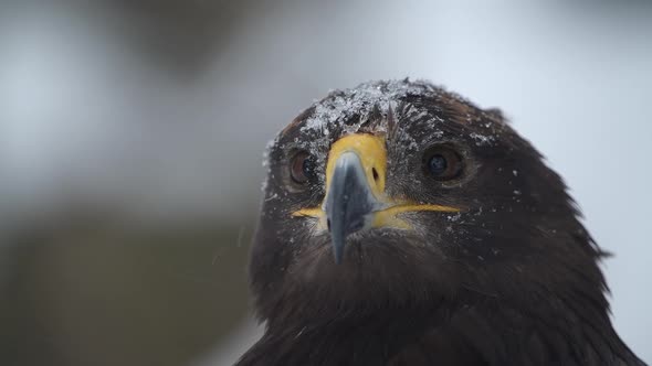 Spanish Imperial Eagle at Winter During Heavy Snowfall
