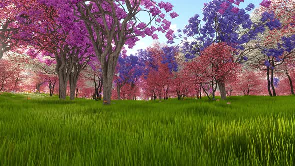 Spring Forest