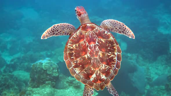Hawksbill Sea Turtle Glides in Blue Ocean While Diving and Snorkeling Underwater with the Great