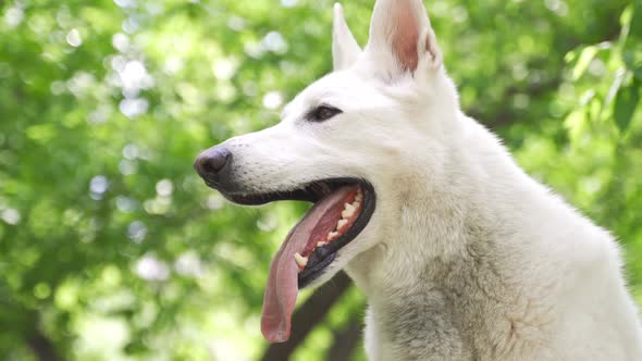 A White Swiss Shepherd Sticks Out Its Tongue and Is Breathing Heavily
