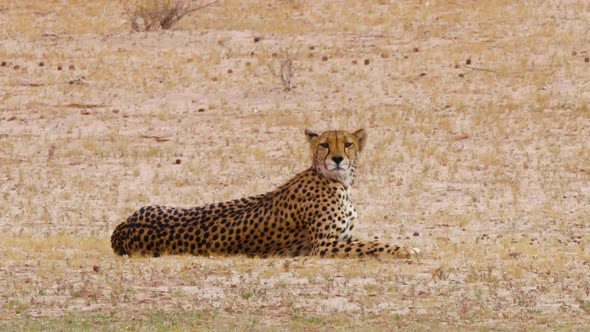 African Cheetah Lying On The Ground Turning Its Head Looking At Something - Medium Shot