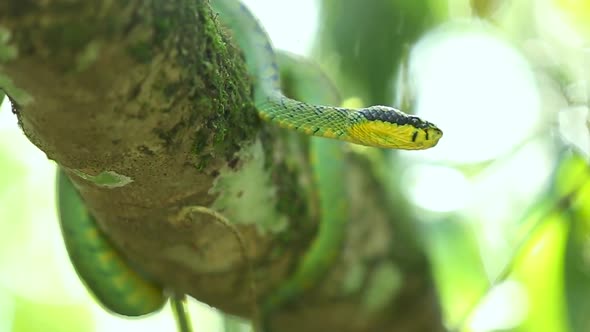 Sri Lankan green pit viper Craspedocephalus trigonocephalus Ceylon pit viper green snake endemic pet