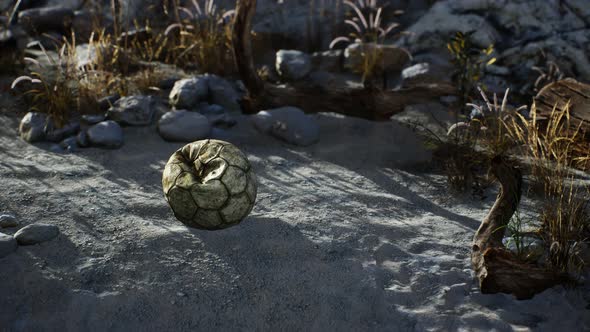 An Old Torn Soccer Ball Thrown Lies on Sand of Sea Beach