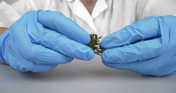 Green Marijuana Bud in Hand Doctor Cannabis Research