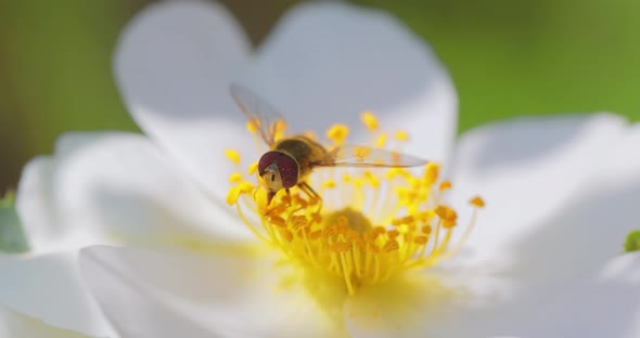 Hoverflies Flower Flies or Syrphid Flies Insect Family Syrphidae