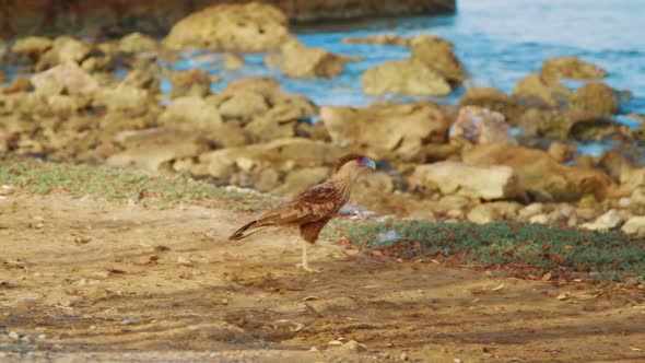 Northern crested caracara bird scavenging for food along Curacao coast, Tracking