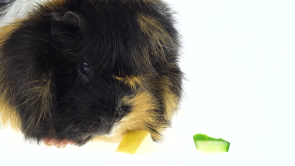 Abyssinian Guinea Pig Pet with Black White and Orange Fur Coat Eating Isolated on a White Background