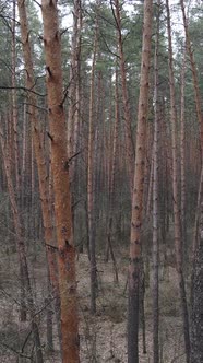 Vertical Video of the Forest Landscape Aerial View Slow Motion