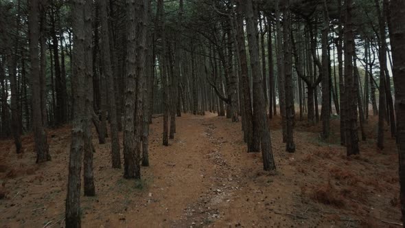 Flying through pine trees. Aerial drone gliding shot of a sunny forest park.