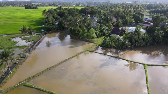 Aerial view water paddy field