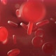 4K Blood Cells - VideoHive Item for Sale