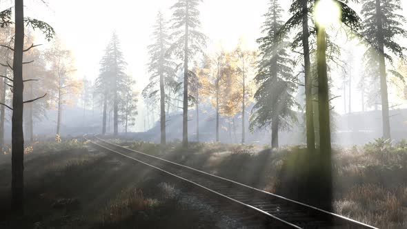 Empty Railway Goes Through Foggy Forest in Morning