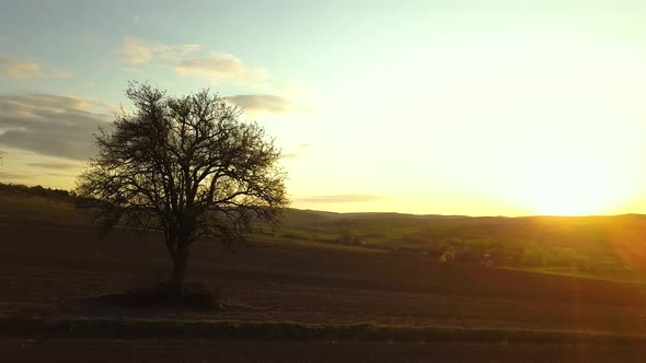 Big green tree growing alone in spring field in orange evening sunlight at sunset.