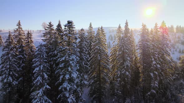 Amazing winter landscape with pine trees of snow covered forest in cold foggy mountains at sunrise.