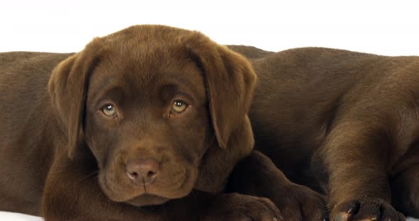 Brown Labrador Retriever, Puppies on White Background, Sleeping, Normandy, Slow Motion 4K