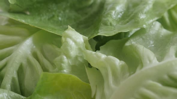 Lactuca sativa healthy lettuce  close-up  video