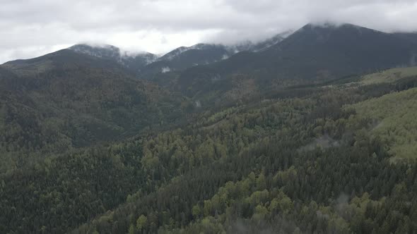 Ukraine, Carpathian Mountains: Beautiful Mountain Forest Landscape. Aerial, Flat, Gray