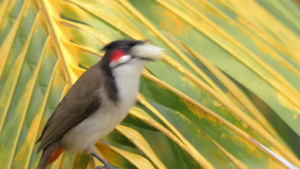 Red-whiskered Bulbul Eating Bread