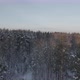 Winter In A Pine Forest - VideoHive Item for Sale