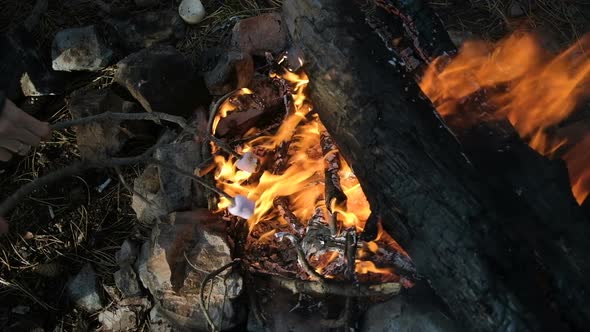 Marshmallow on a branch fried on a fire. Family camping in the forest.