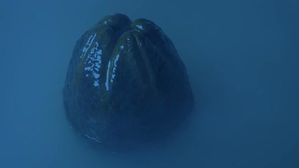 Mist Rushes Over Alien Egg Submerged In Water