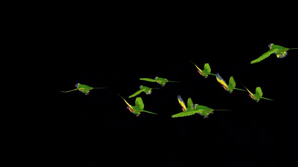 Rainbow Lorikeets - Asian Parrots - Flying Flock of 10 Birds - Back Angle - Transparent Transition