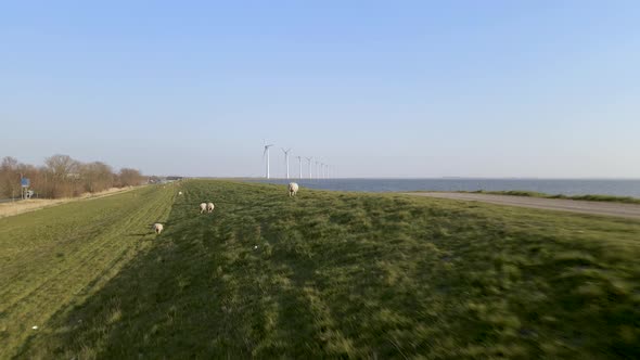 Aerial towards sheeps on lake shore, herding on green field. windmill in distance with blue sky