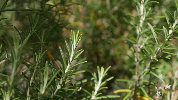 Perenial rosemary  green herb in the garden shallow DOF 4K 2160p 30fps UltraHD footage - Rosmarinus 
