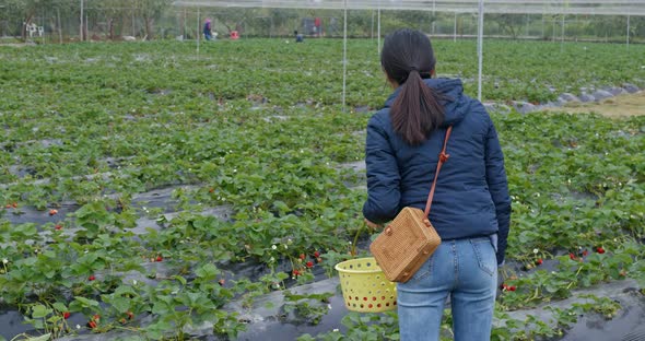 Woman pick strawberry in the farm