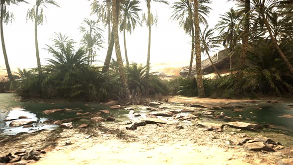 Desert Oasis Pond with Palm Trees and Plants