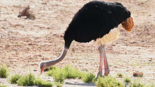 Ostrich standing on a dusty land 