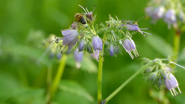 Bees feeding off the pollen of purple bell flowers in the underbrush of a forest.