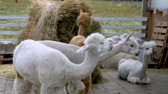 Alpaca Animals Close Up Of Haystack And Chewing Action