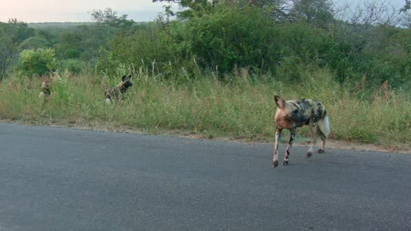 African Wild Dogs – Scouting on Road