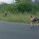African Wild Dogs – Scouting on Road - VideoHive Item for Sale