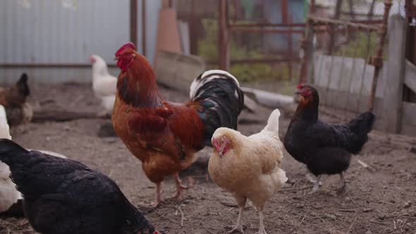 Close Up of Adult Rooster with Chickens in Paddock