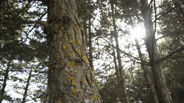 Mossy Tree in Forest Sun 4K