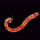 Mosquito Larva Chironomus Sp - VideoHive Item for Sale