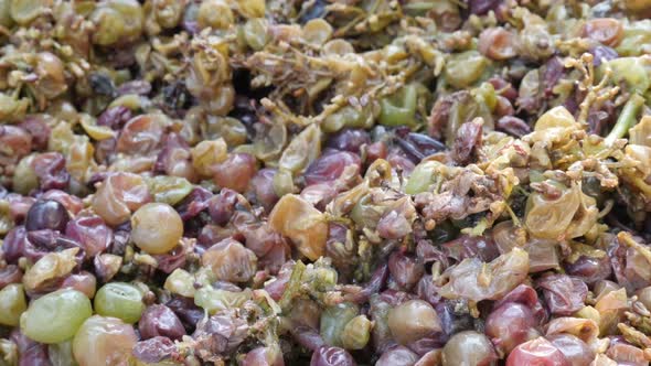 Crushed grapes pomace and must slow tilt 4K footage