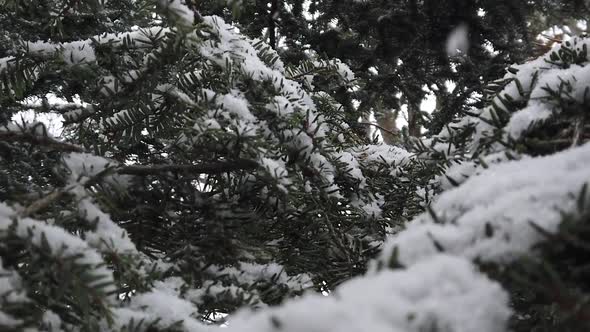 Close up looking through snow covered pine tree needles during a snow storm.
