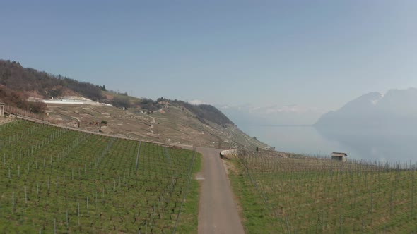 Aerial over large and vast vineyard. Drone slowly ascending and revealing agricultural zone in mount